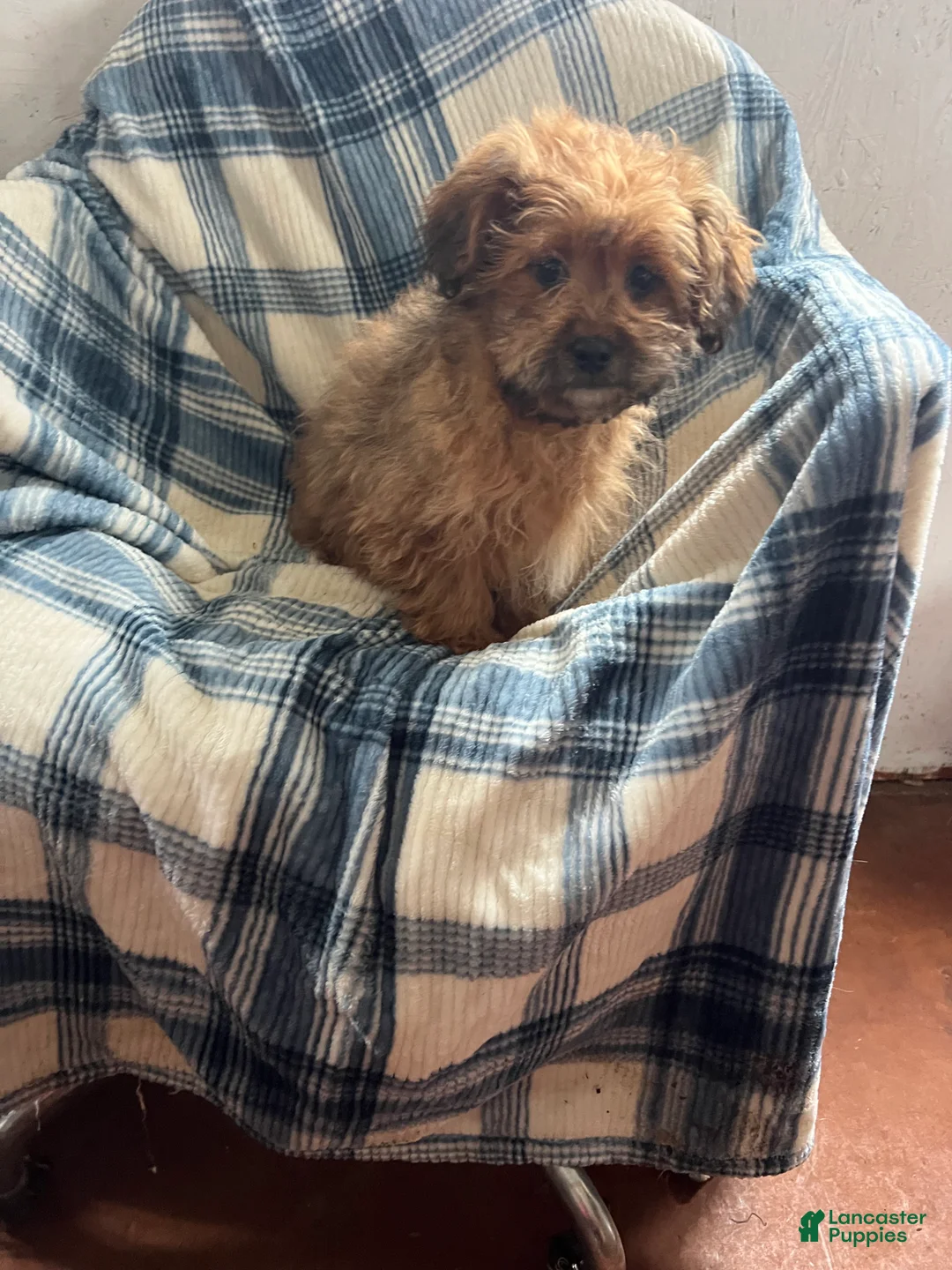 Shihpoo dogs for sale: Danny Boy - Ad 6