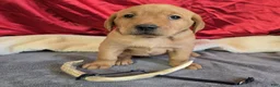 Labrador Retriever dogs for sale: Labrador Retriever Puppy 1 - Ad 1
