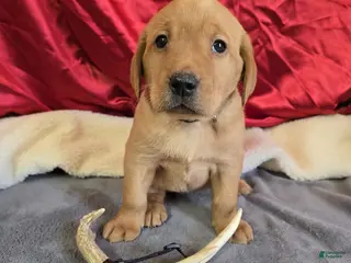 Labrador Retriever dogs Labrador Retriever Puppy 1 - Ad 14