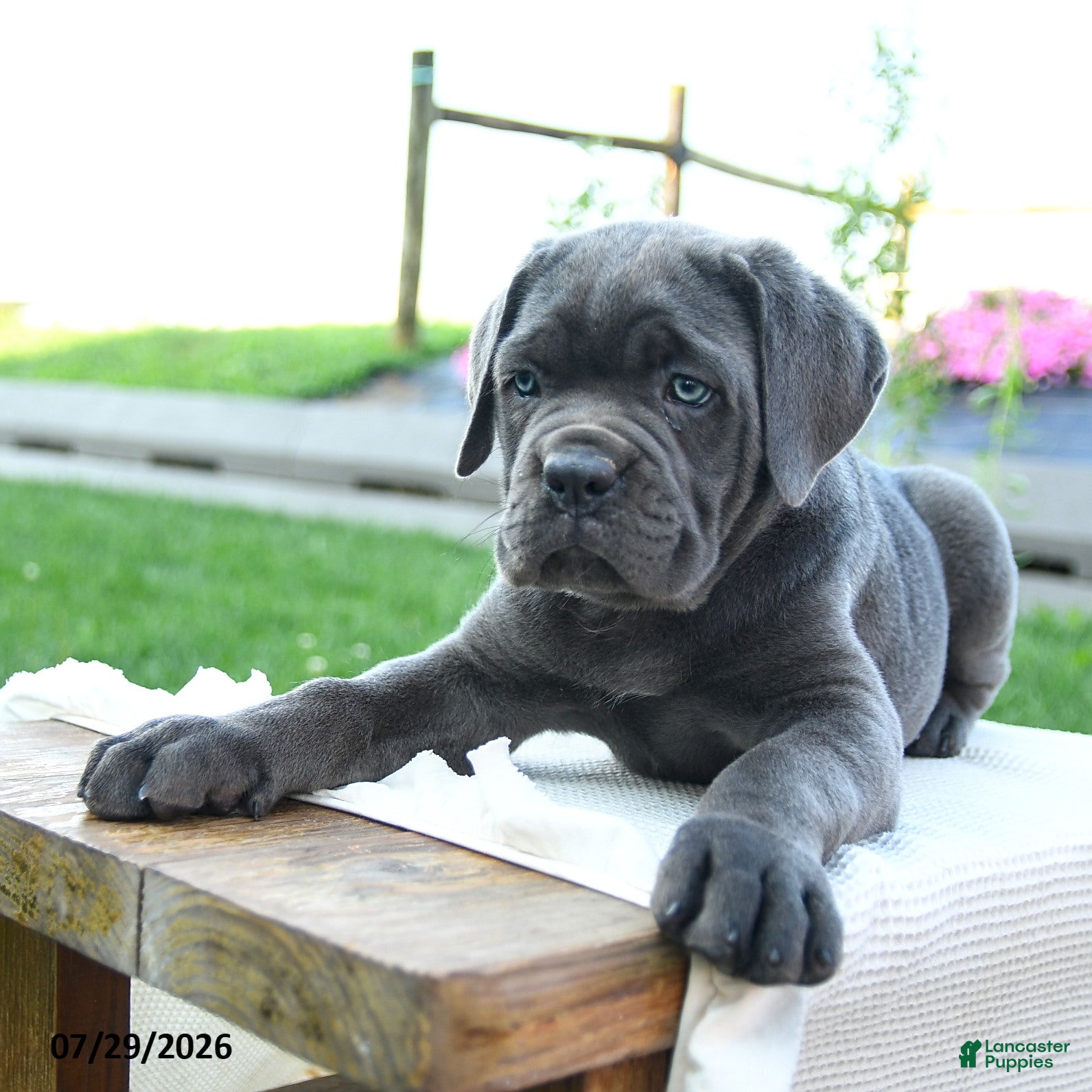 Cane Corso dogs Sasha - Ad 2