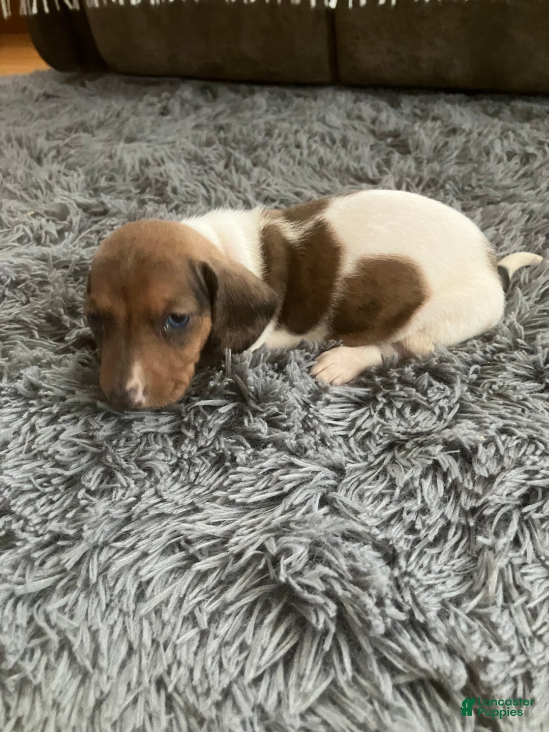 Miniature Dachshund dogs for sale: Akc Rachelle - Ad 4