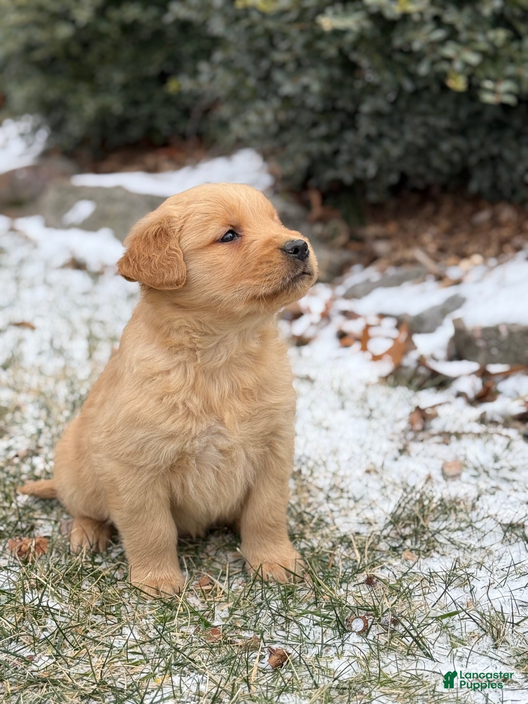 Golden Retriever dogs for sale: Sonic - Ad 5