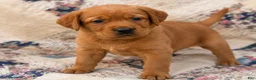 Labrador Retriever dogs for sale: Boy 1 - Ad 1