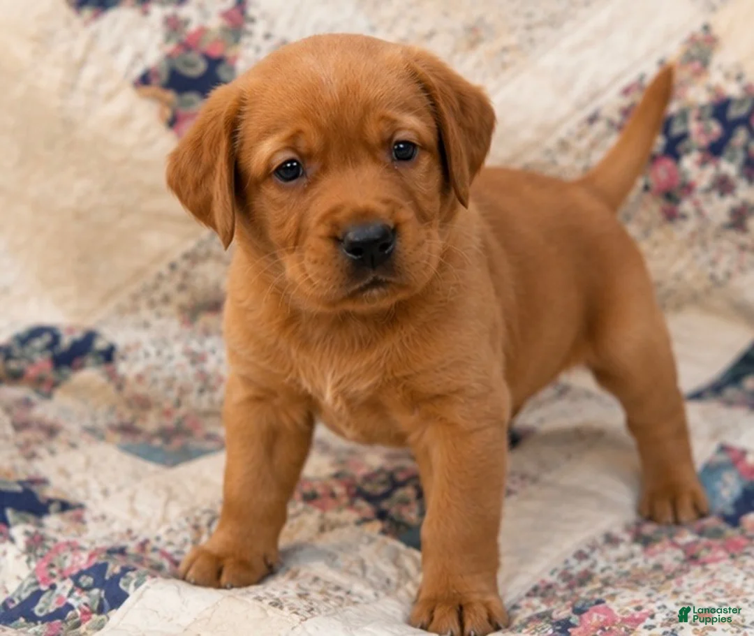 Labrador Retriever dogs for sale: Boy 1 - Ad 1