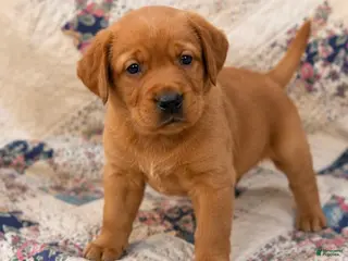 Labrador Retriever dogs Boy 1 - Ad 32