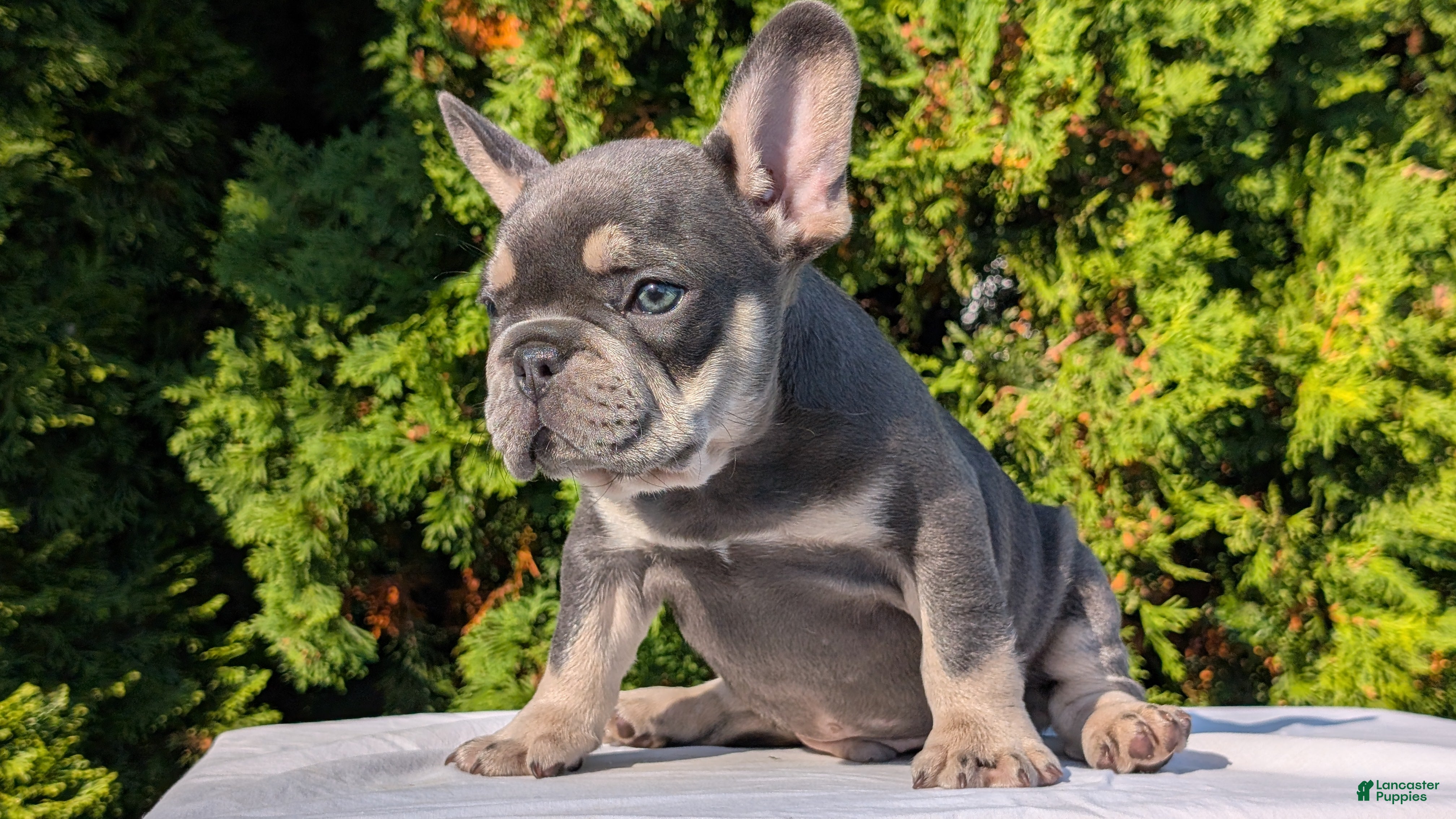 French Bulldog dogs Loki  - Ad 2