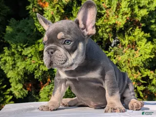 French Bulldog dogs Loki - Ad 2