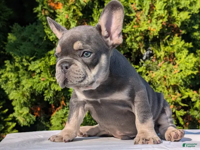 French Bulldog dogs Loki - Ad 2