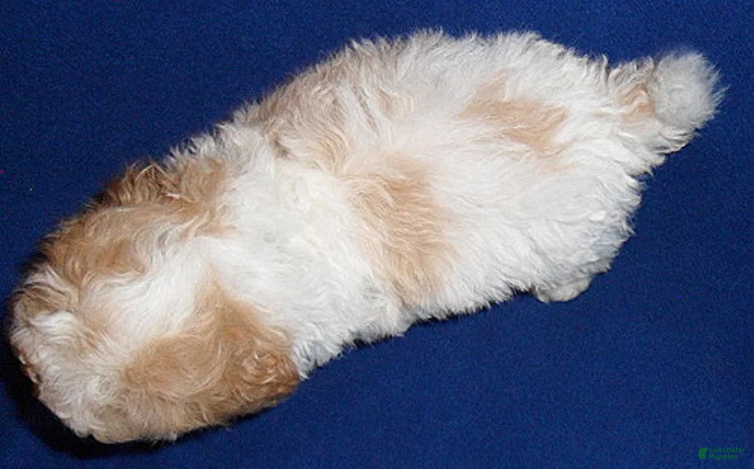 Cockapoo dogs for sale: Darby - Ad 12