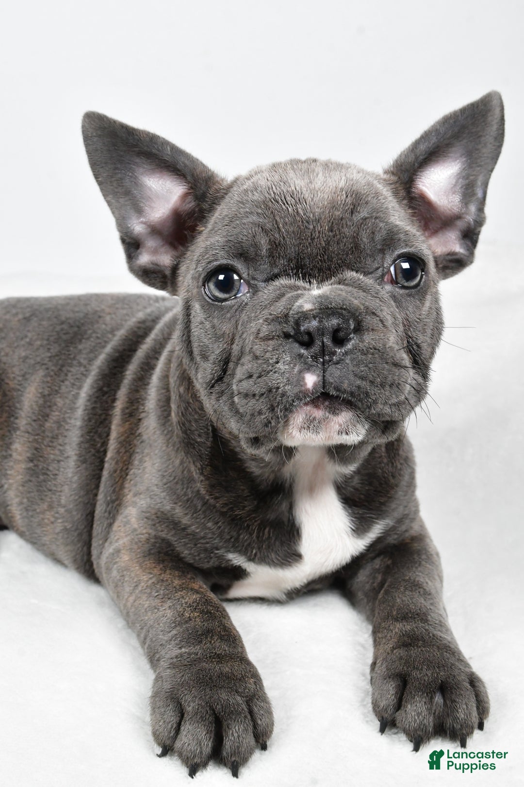 Mixed Breed dogs for sale: Reuben - Ad 2