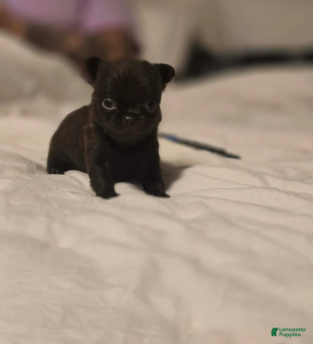 Chihuahua dogs for sale: Johnny  - Ad 2