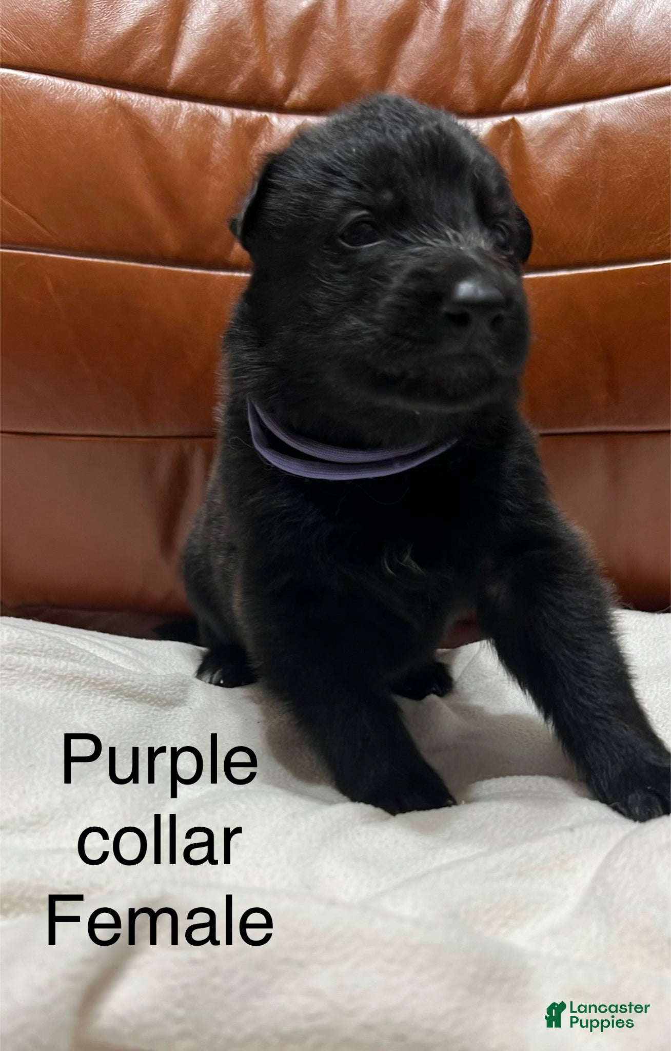 German Shepherd dogs German Shepherd Puppy 10 - Ad 22