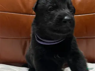 German Shepherd dogs German Shepherd Puppy 10 - Ad 15