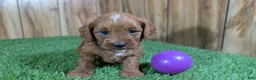 Cavapoo dogs for sale: Sadie Girl 1  - Ad 4