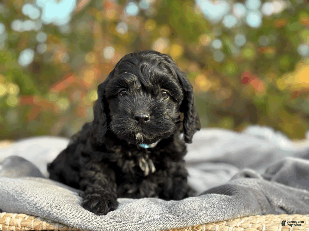 Cockapoo dogs for sale: Blaze - Ad 7