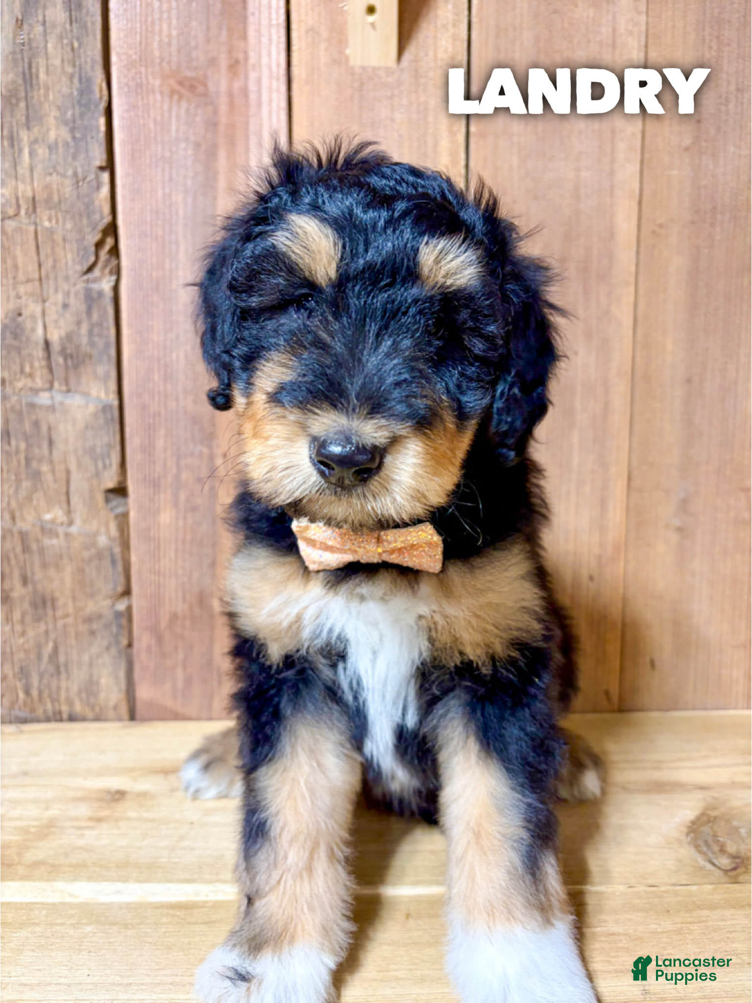 Mixed Breed dogs Landry - Ad 11