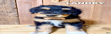 Landry