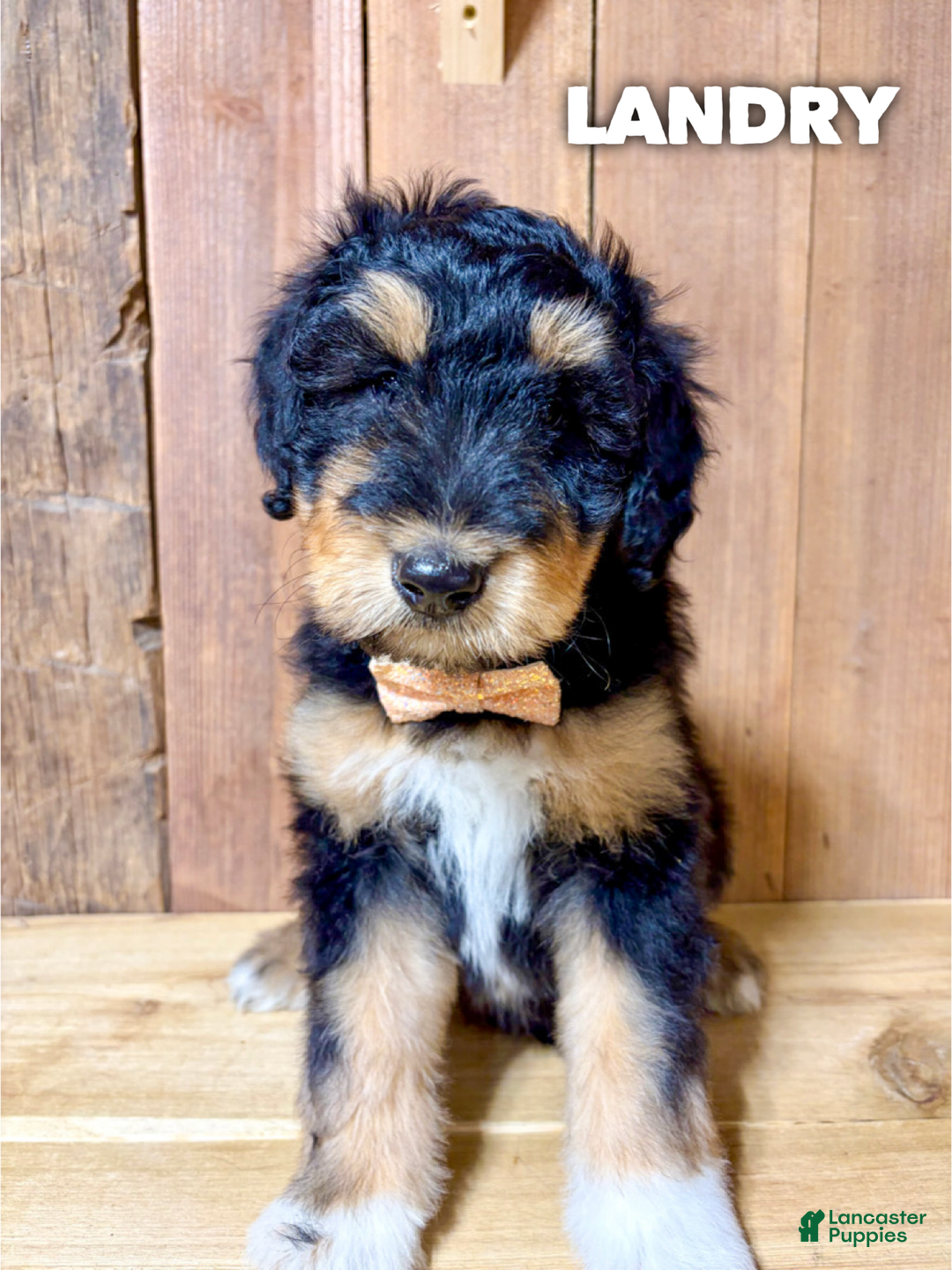 Mixed Breed dogs for sale: Landry - Ad 1