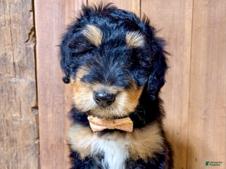 Mixed Breed dogs Landry - Ad 15