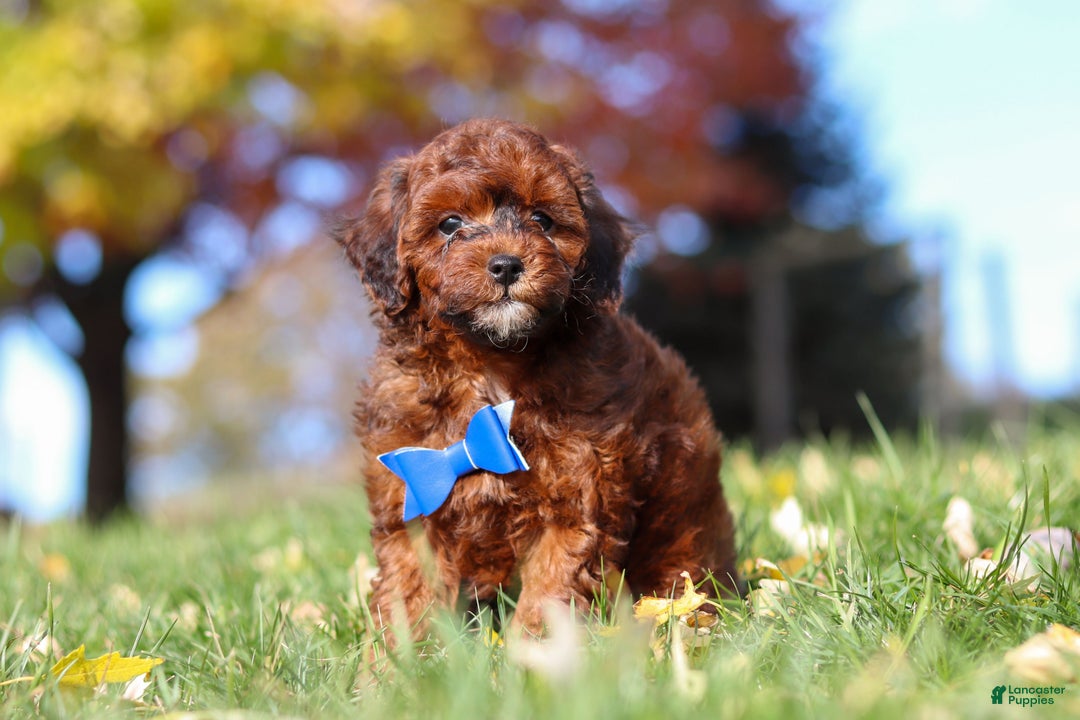 Miniature Poodle dogs for sale: Green Bean - Ad 8
