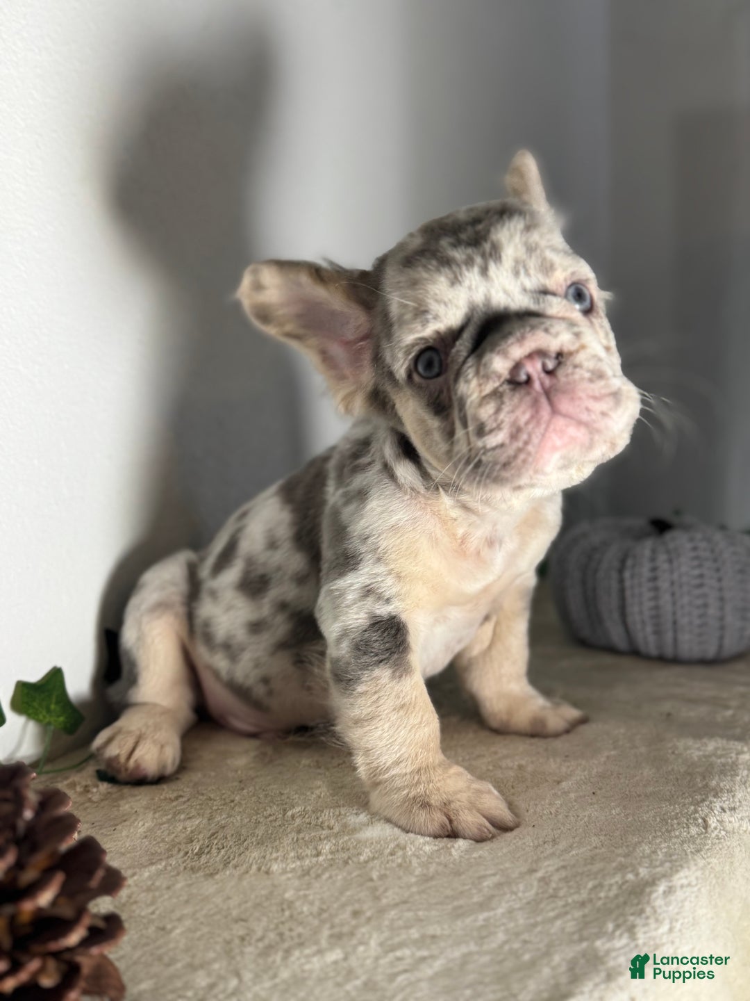 French Bulldog dogs for sale: Big Rope Lilac tan Merle Fluffy Male  - Ad 9