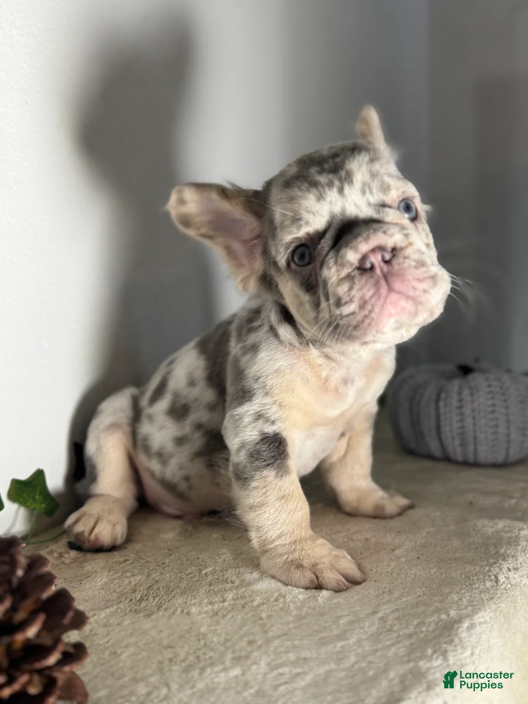 French Bulldog dogs for sale: Big Rope Lilac tan Merle Fluffy Male  - Ad 11
