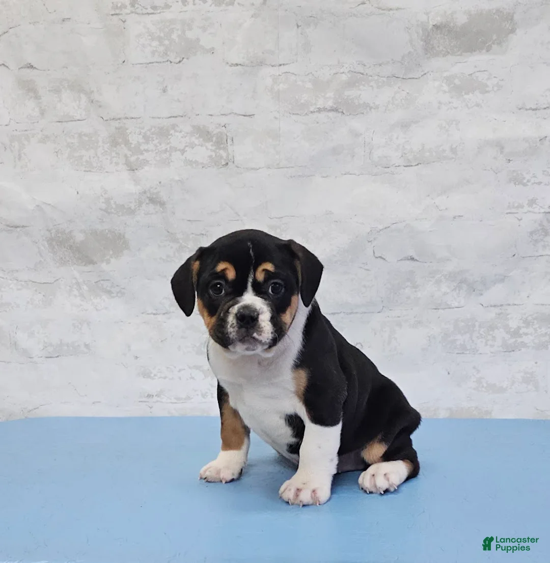 Mixed Breed dogs for sale: Big Boy Bulldog Blend - Ad 3