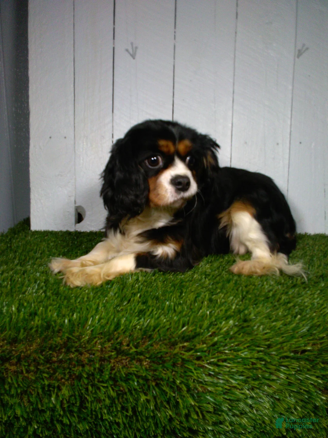 Cavapoo dogs for sale: Parker  - Ad 7