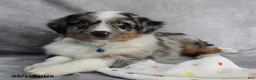 Australian Shepherd dogs for sale: Blu  - Ad 5