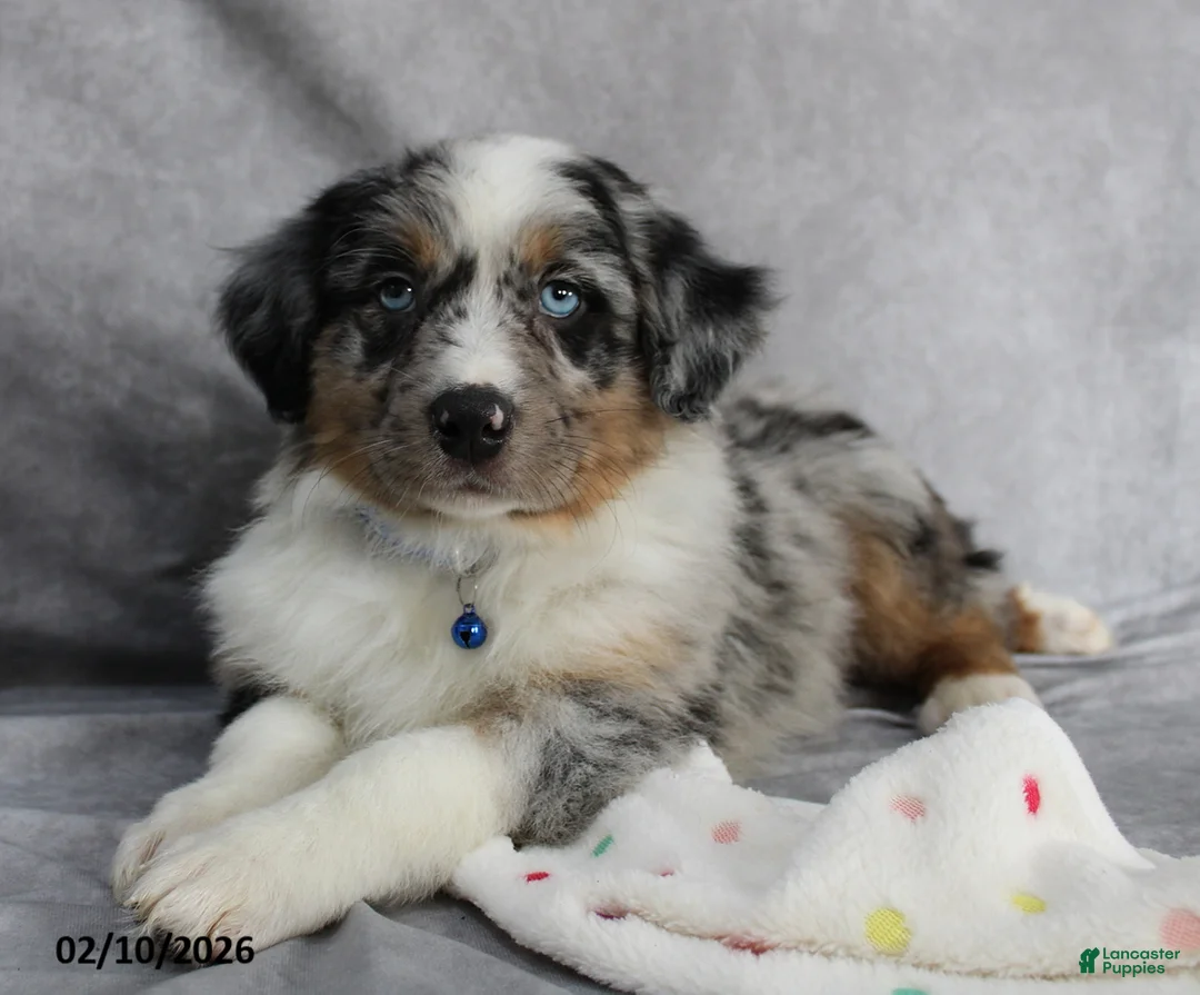 Australian Shepherd dogs for sale: Blu  - Ad 5