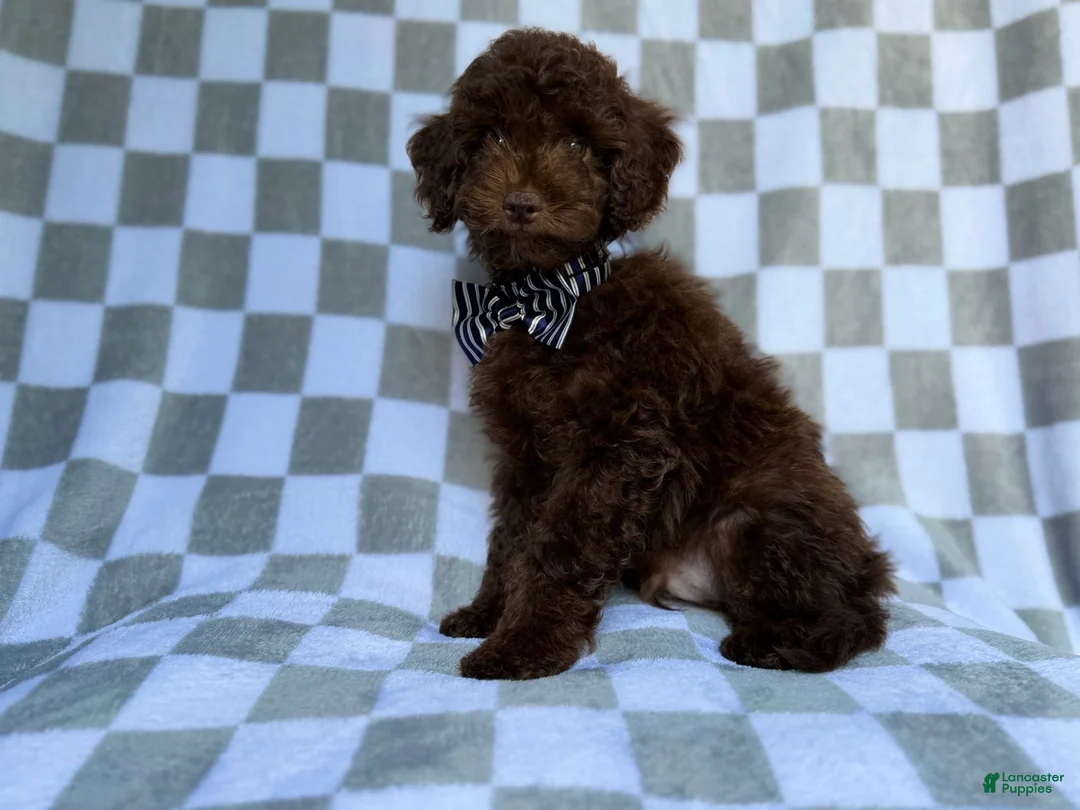 Cavapoo dogs for sale: Captain - Ad 9