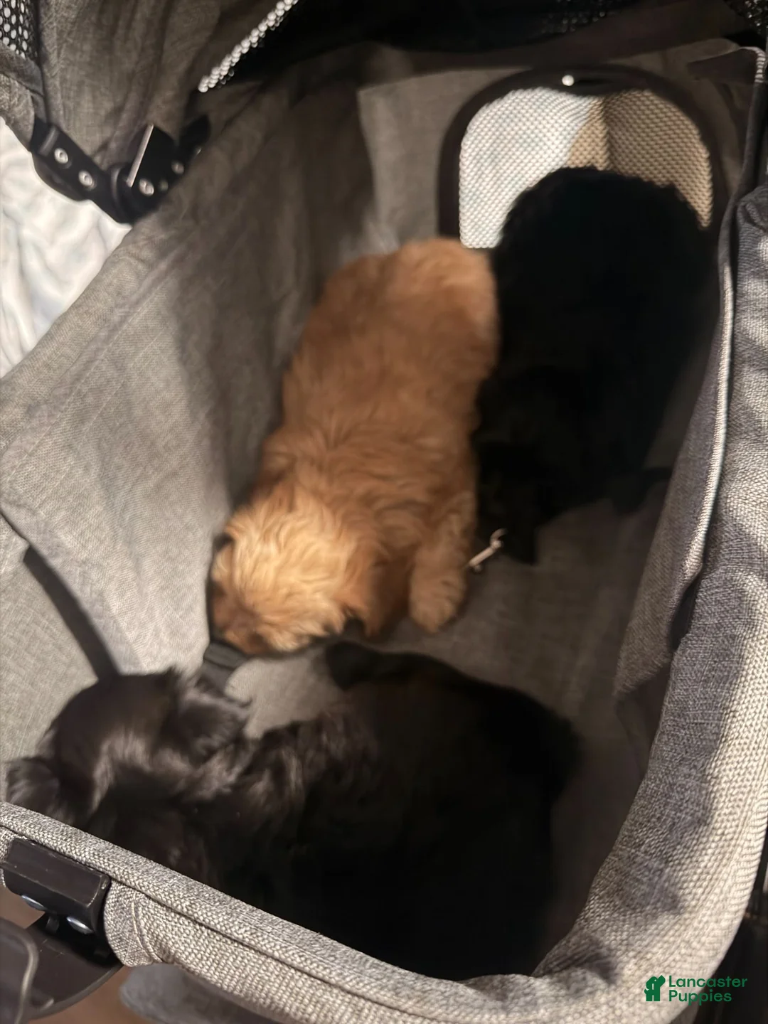 Yorkiepoo dogs for sale: Nami - Ad 9