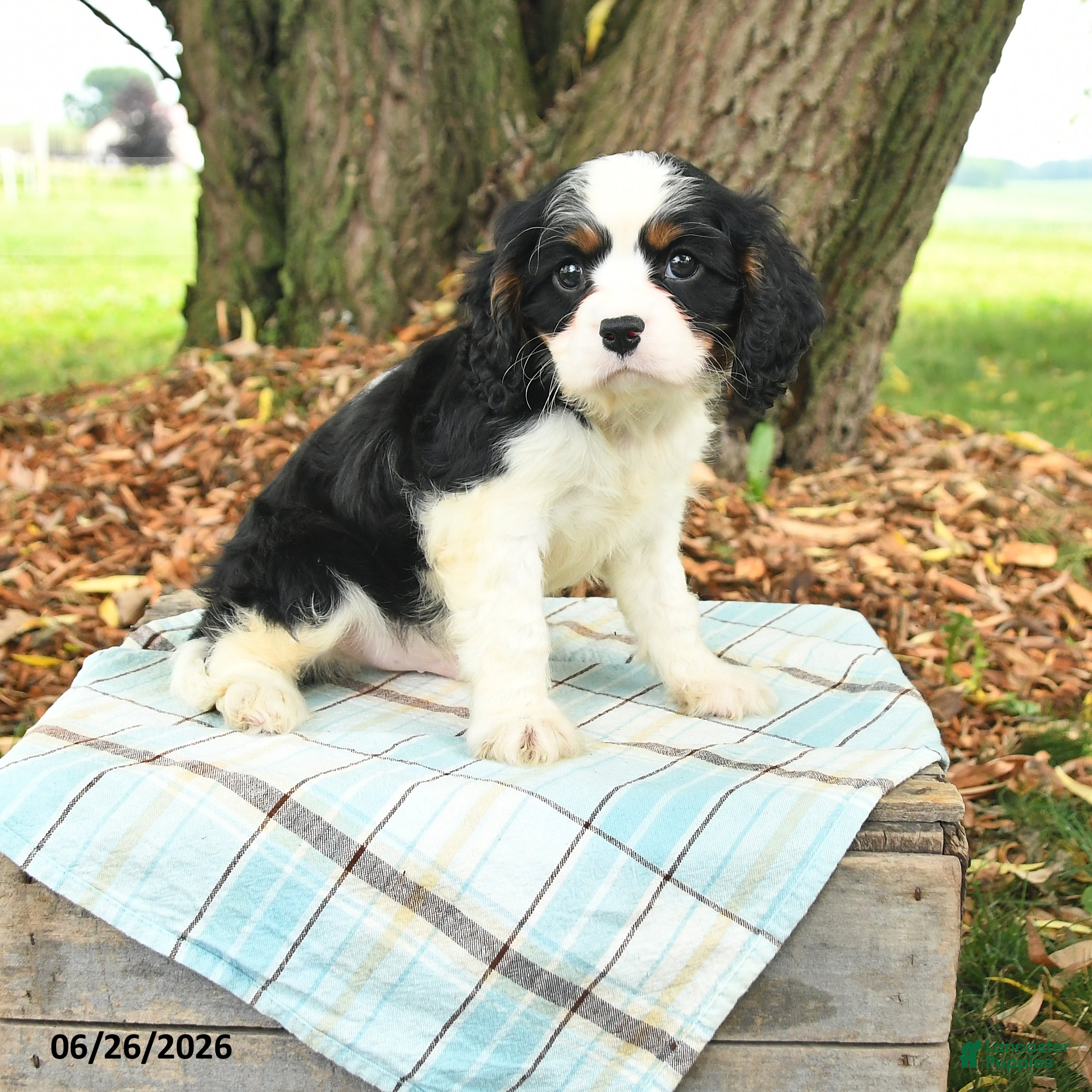 Cavalier King Charles Spaniel dogs Keller - Ad 1