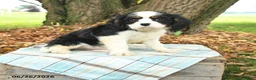 Cavalier King Charles Spaniel dogs for sale: Keller - Ad 1