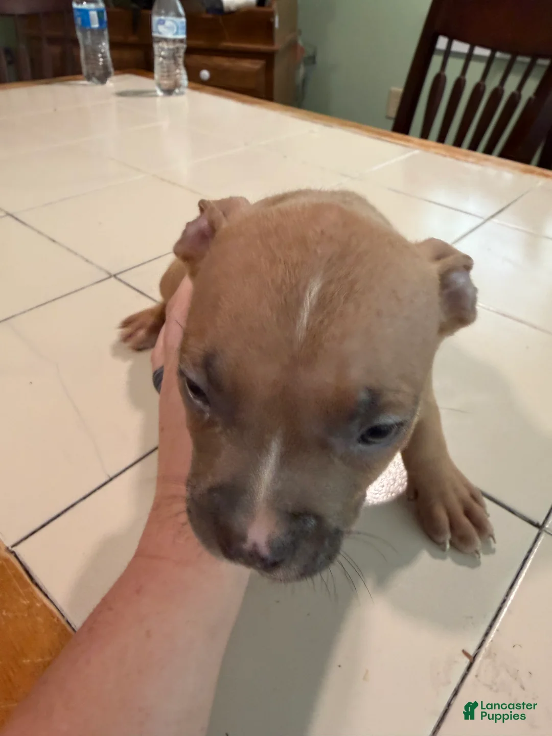 American Bully dogs for sale: Roxy  - Ad 9