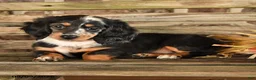 Dachshund dogs for sale: Brianna - Ad 3