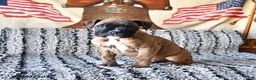 Boxer dogs for sale: Buster - Ad 4
