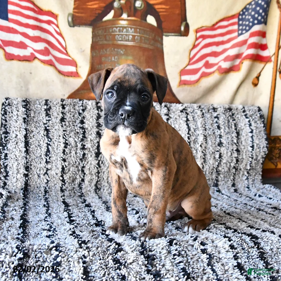 Boxer dogs for sale: Buster - Ad 4