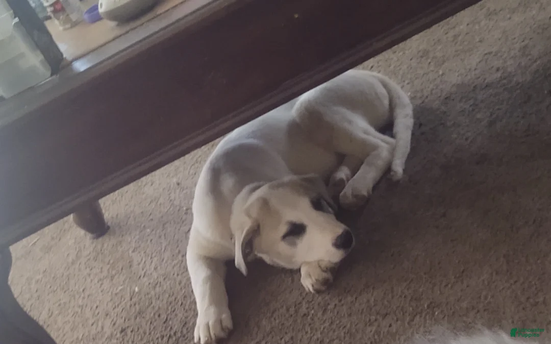 Mixed Breed dogs for sale: Mixed Breed Puppy 1 - Ad 2