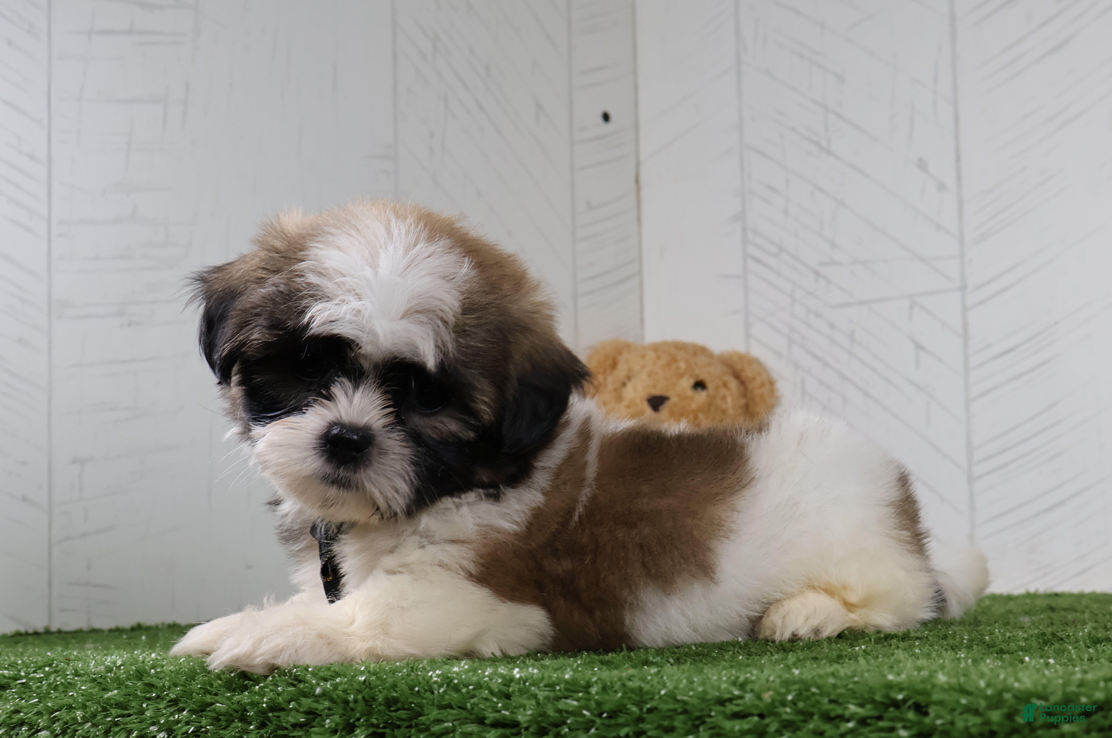 Shih Tzu dogs Travis - Ad 1