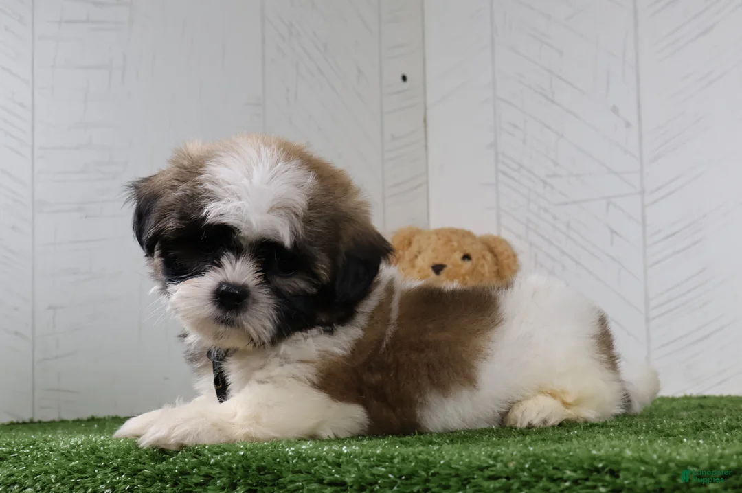 Shih Tzu dogs for sale: Travis - Ad 1