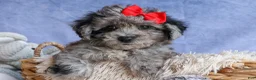 Bichpoo dogs for sale: NORMAN - Ad 15