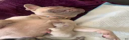 French Bulldog dogs for sale: French Bulldog 3 - Ad 4