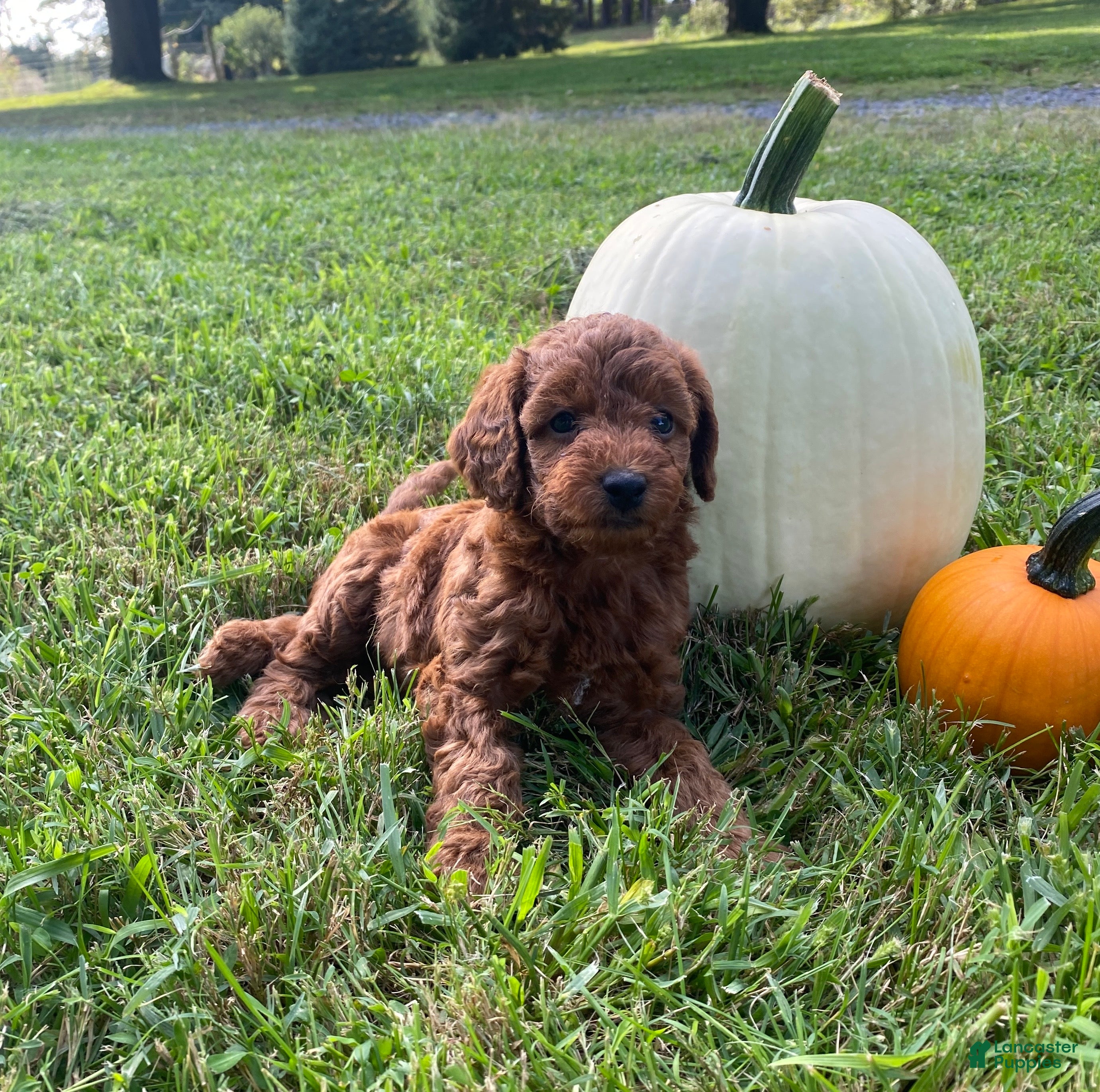 Miniature Labradoodle dogs Knox-mini red F1b  - Ad 1