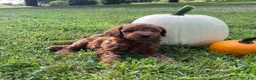 Miniature Labradoodle dogs for sale: Knox-mini red F1b  - Ad 1