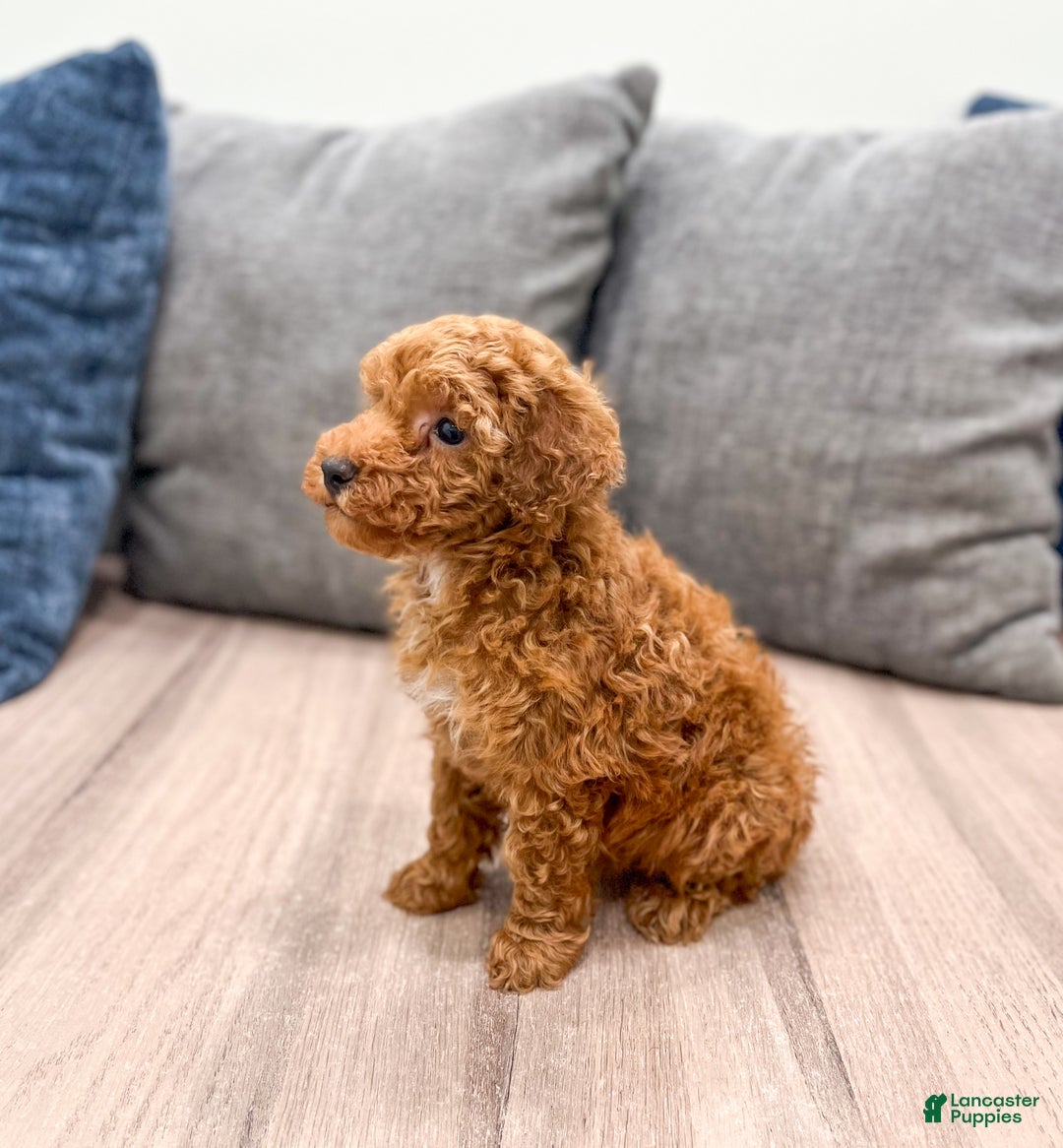 Toy Poodle dogs for sale: Hunter - Ad 3