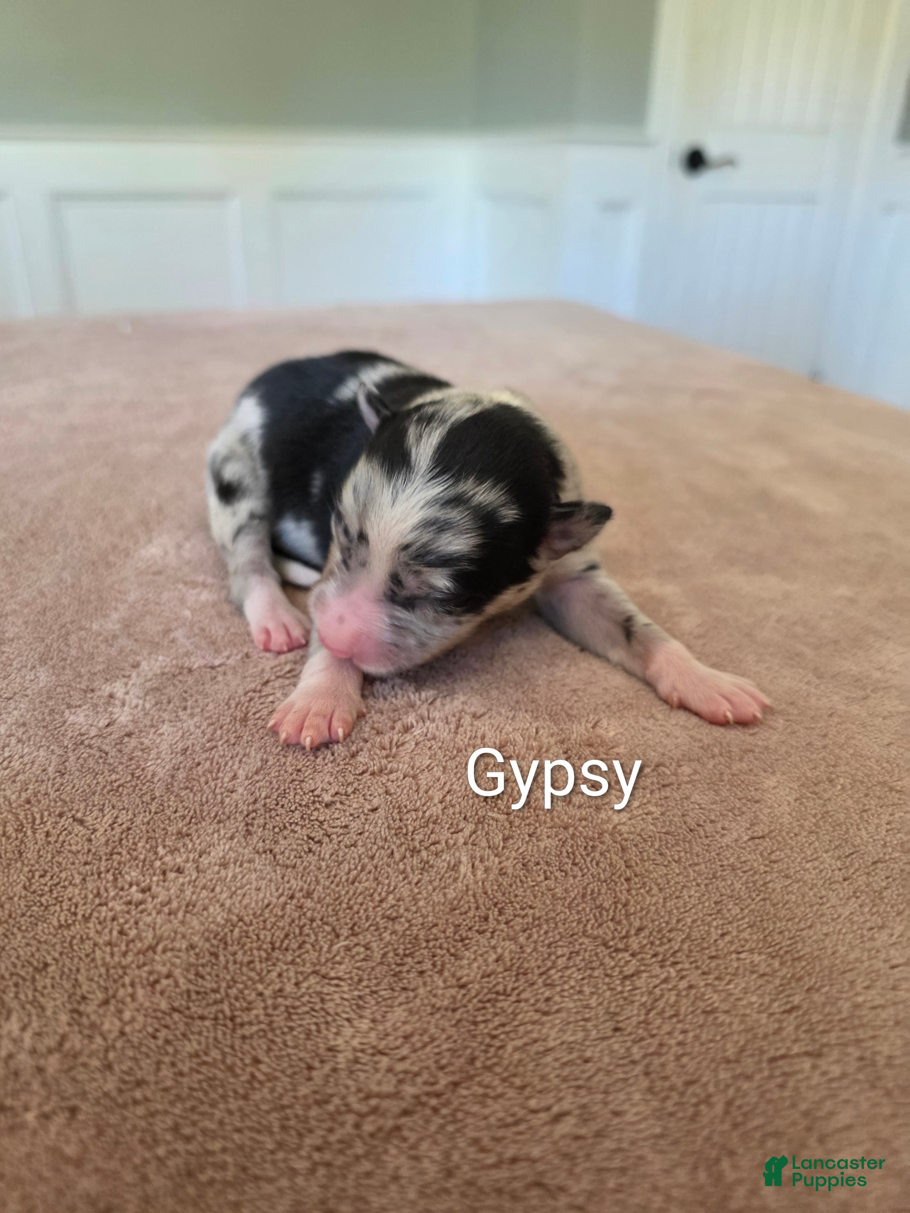 Border Collie dogs Gypsy - Ad 5