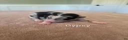 Border Collie dogs for sale: Gypsy - Ad 1