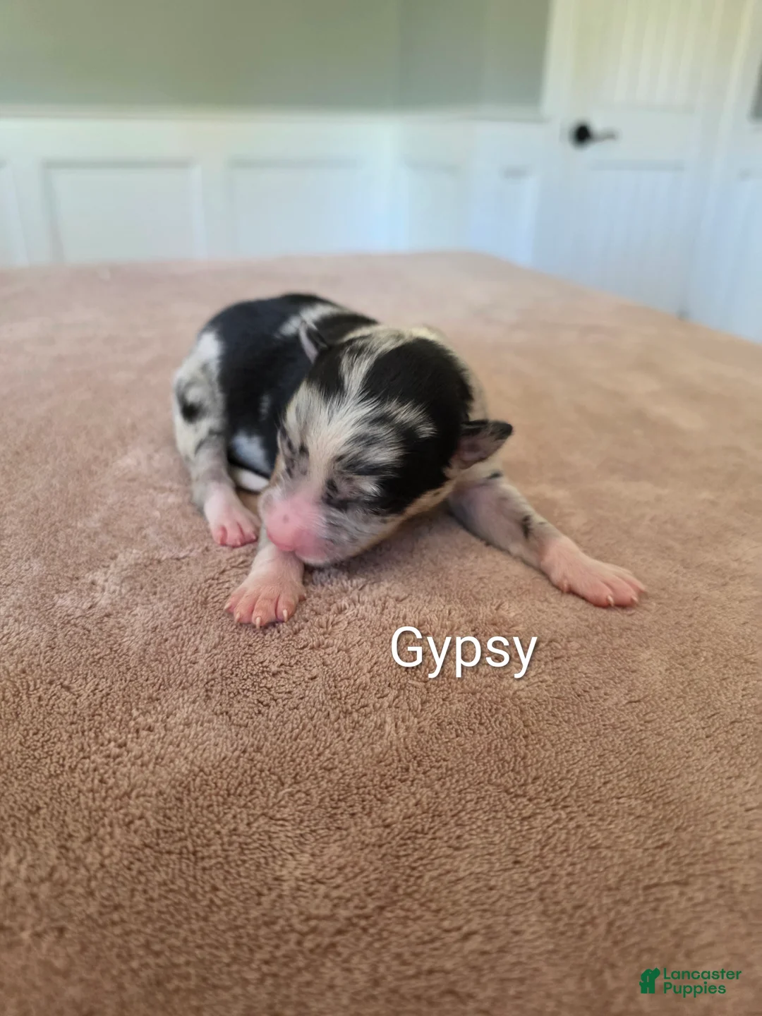 Border Collie dogs for sale: Gypsy - Ad 1