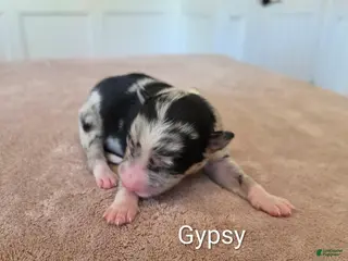 Border Collie dogs Gypsy - Ad 10